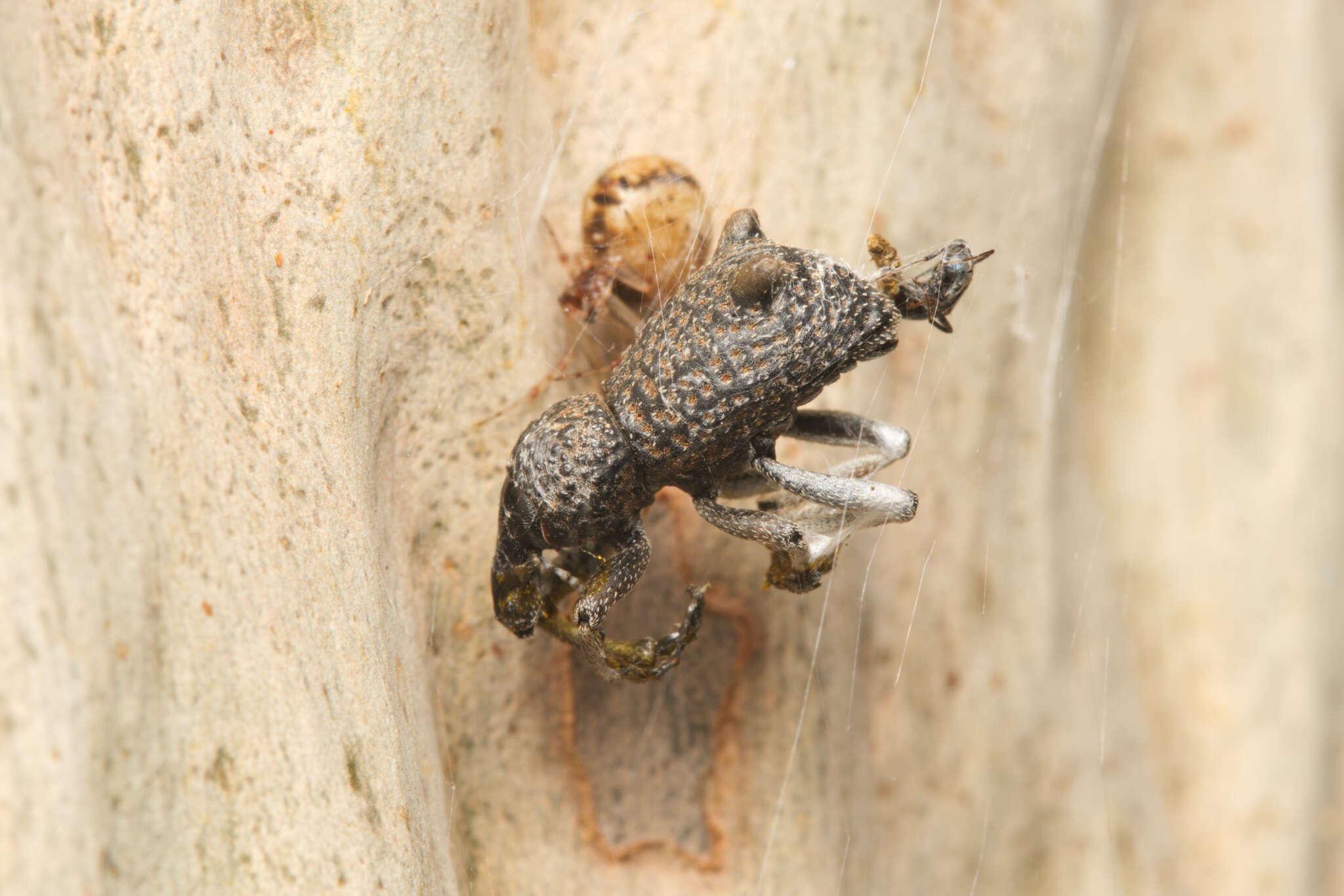 Image of Zymaus binodosus Pascoe 1870