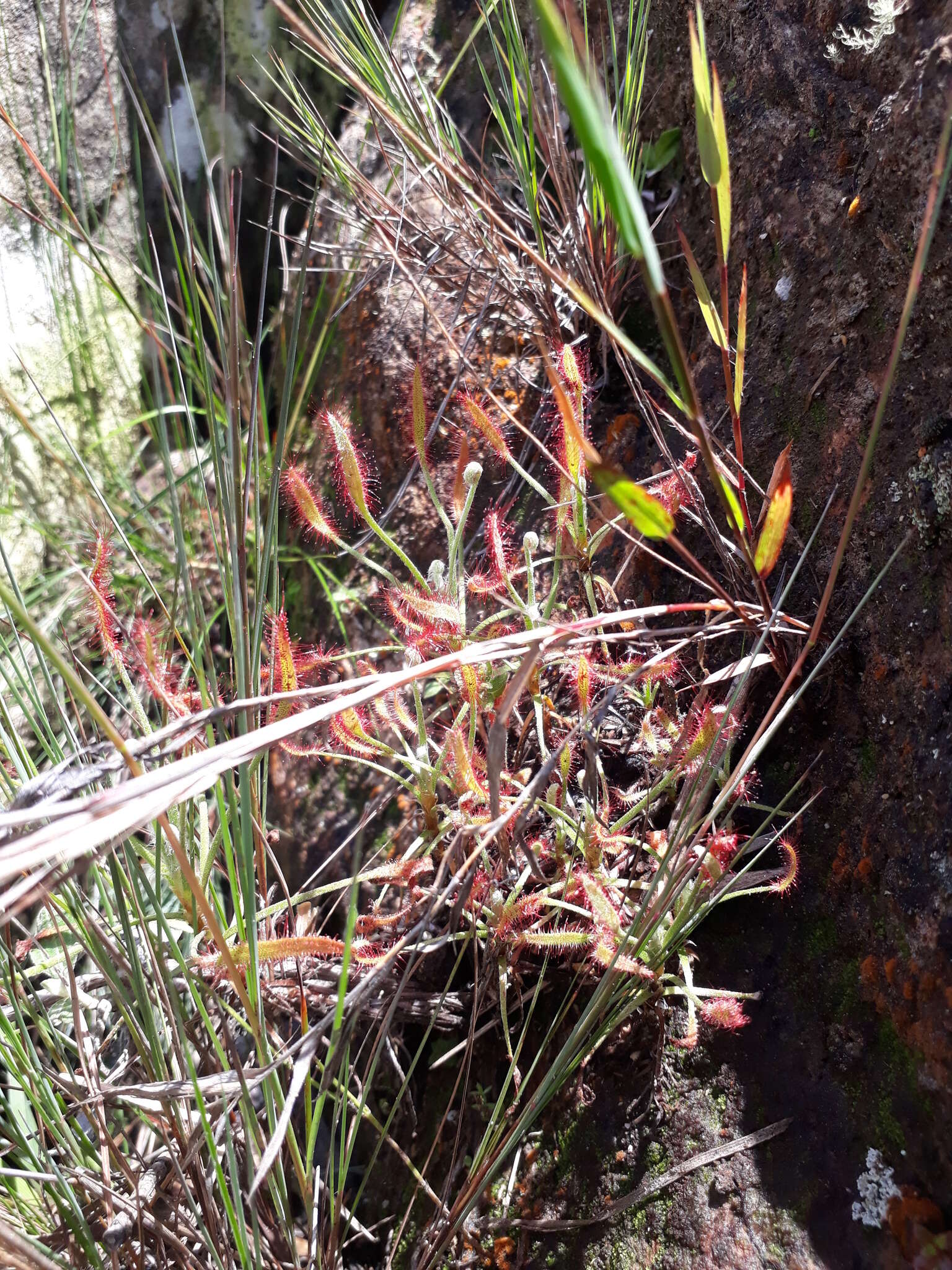 Image of Drosera chrysolepis Taub.