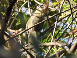 Image of Coquerel's Coua