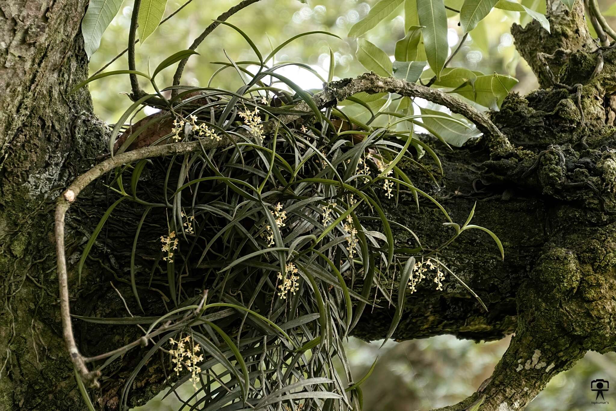 Cleisostoma tenuifolium (L.) Garay的圖片