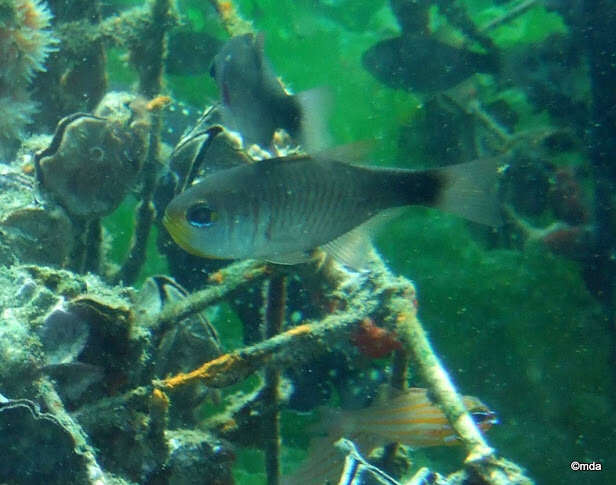 Image of Banda cardinalfish