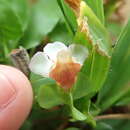 Image of Malayan eyebright