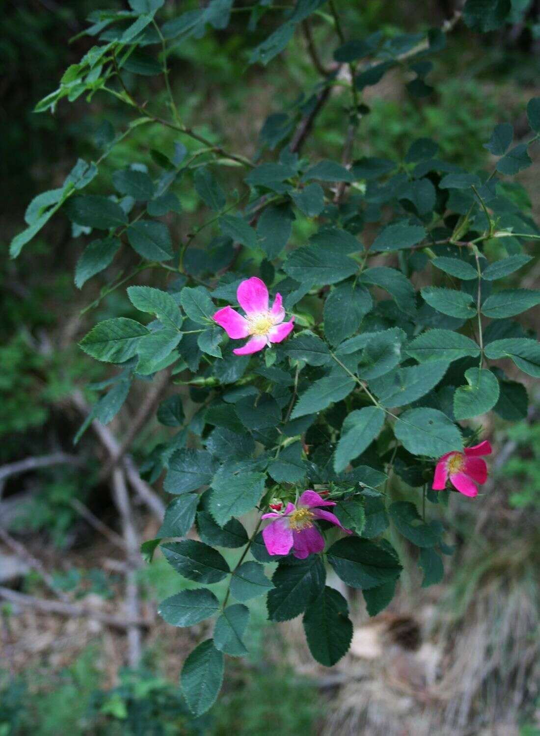 Plancia ëd Rosa glauca Pourret