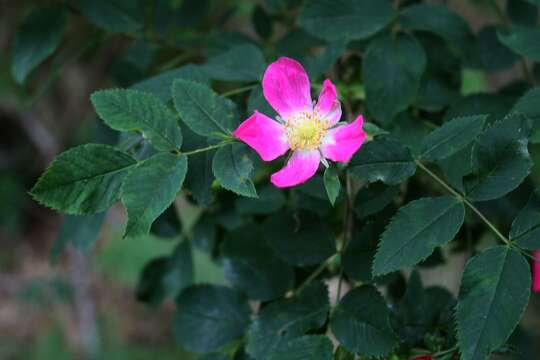 Plancia ëd Rosa glauca Pourret