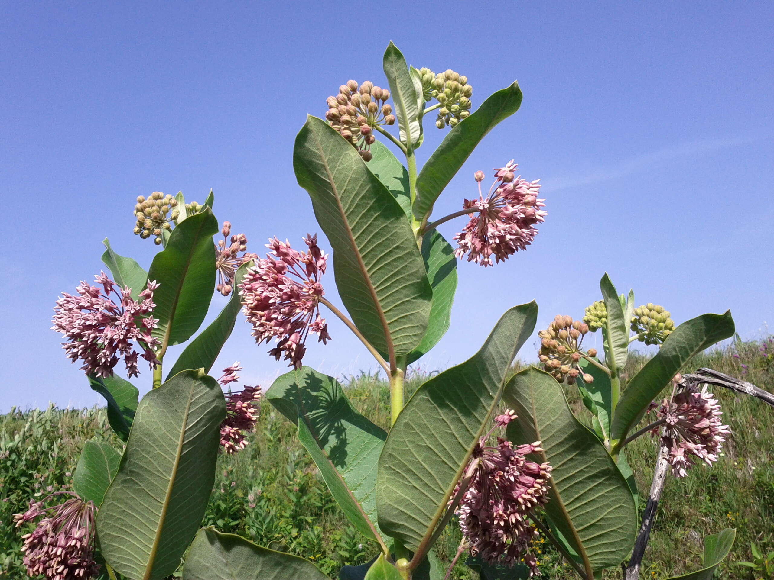 Imagem de Asclepias syriaca L.