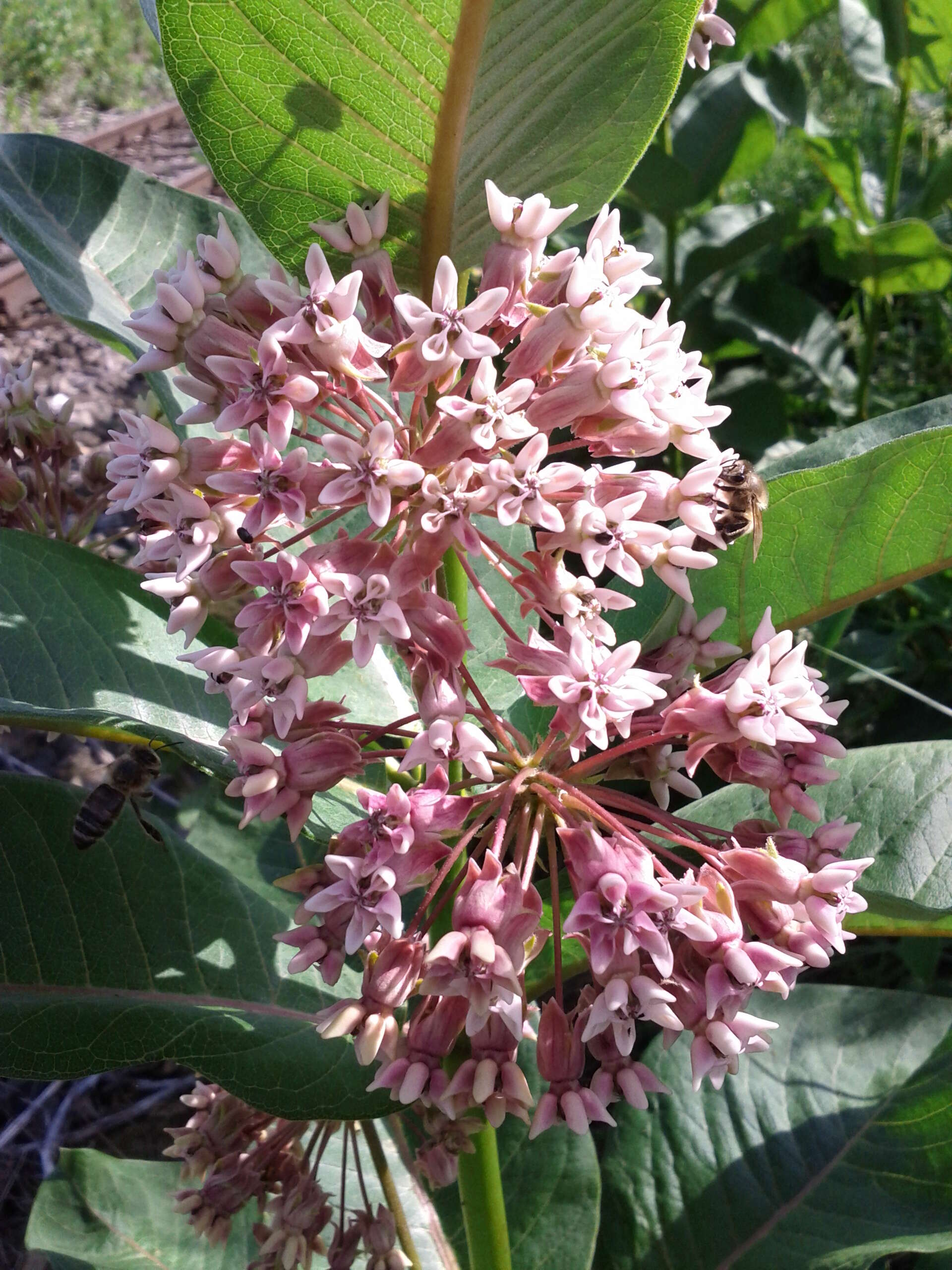 Imagem de Asclepias syriaca L.