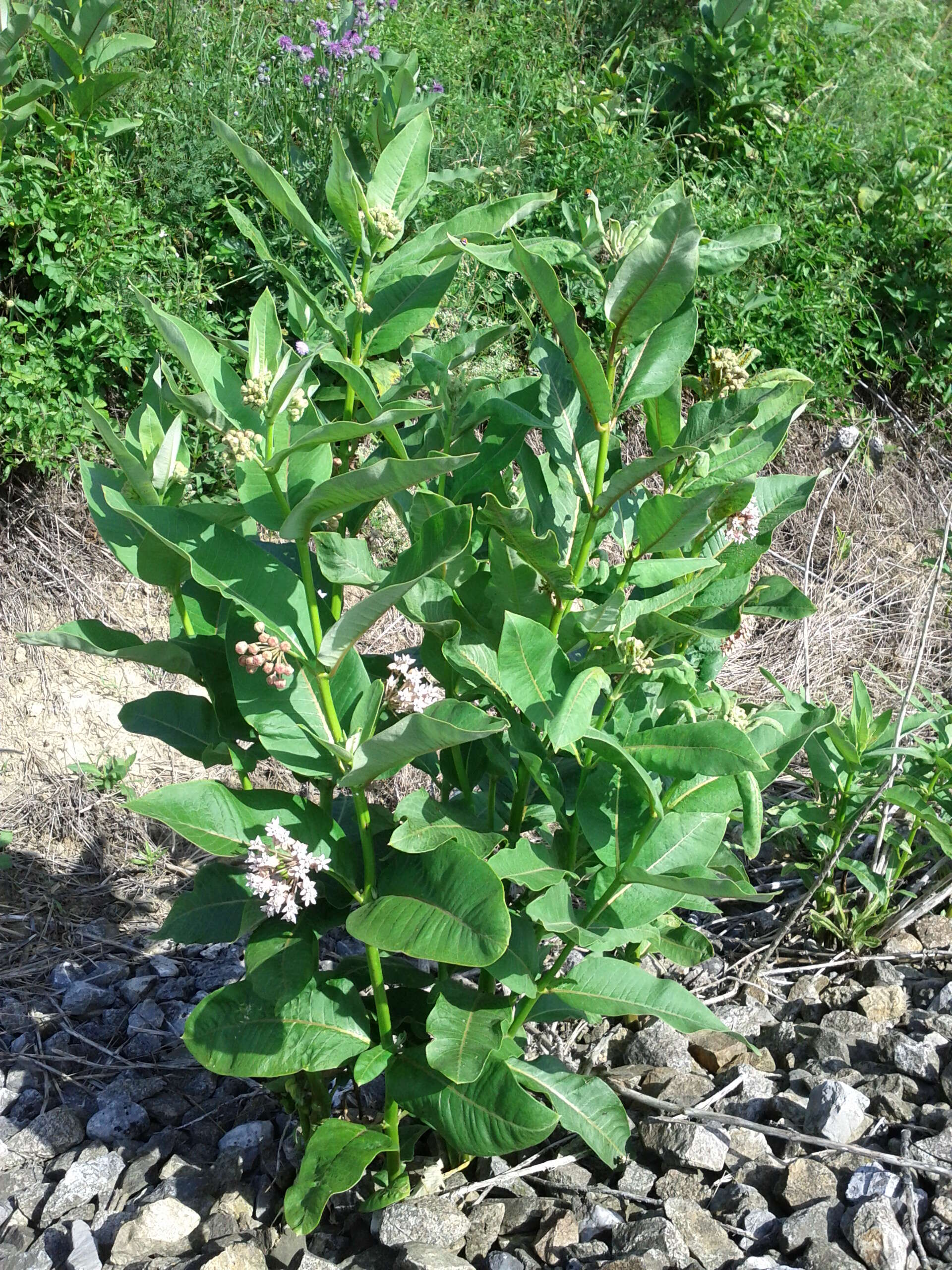 Imagem de Asclepias syriaca L.