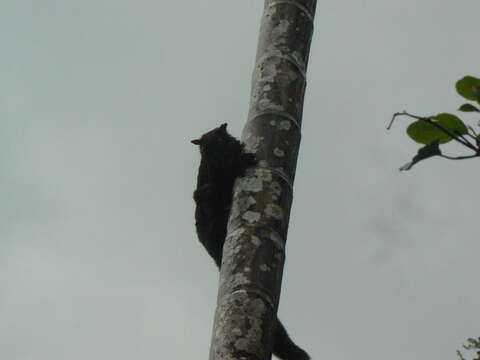 Image of Black Flying Squirrel