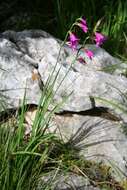 Image of Gladiolus illyricus W. D. J. Koch