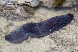 Image of Holothuria subgen. Mertensiothuria Deichmann 1958