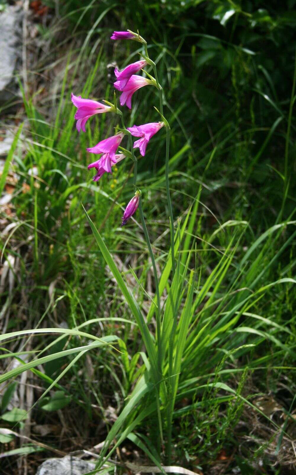 Image of Gladiolus illyricus W. D. J. Koch