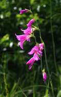 Image of Gladiolus illyricus W. D. J. Koch