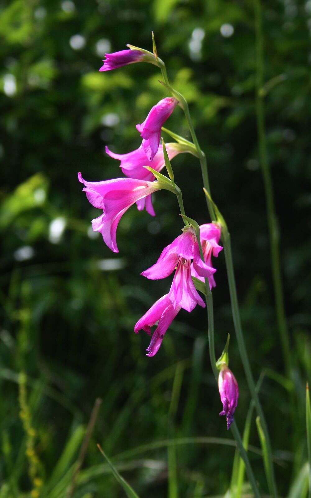 Image of Gladiolus illyricus W. D. J. Koch