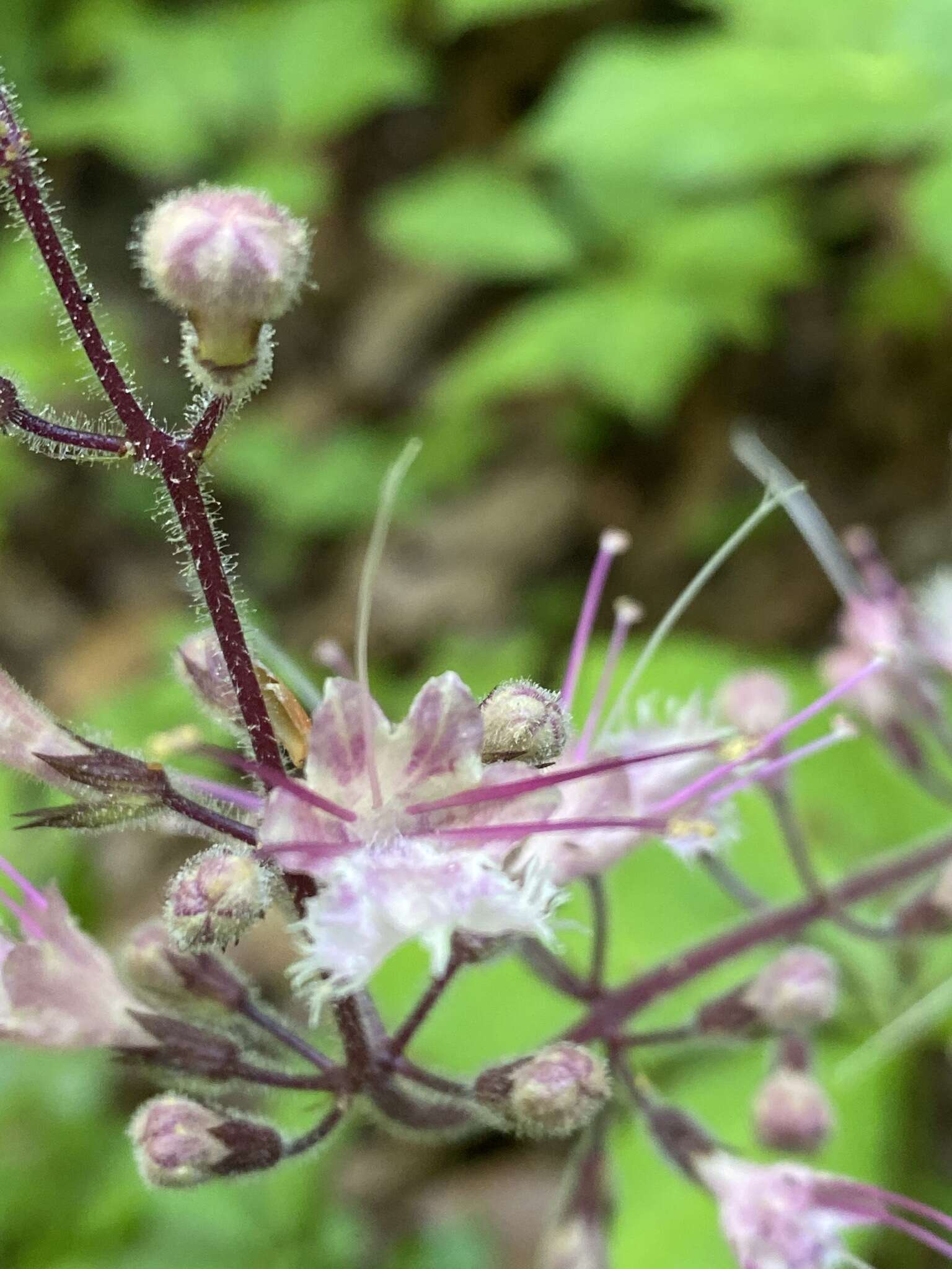 Image of stoneroot