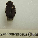 Image of Omorgus (Omorgus) tomentosus (Robinson 1941)
