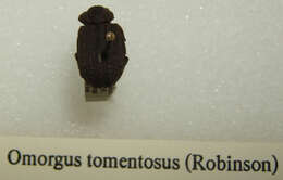 Image of Omorgus (Omorgus) tomentosus (Robinson 1941)