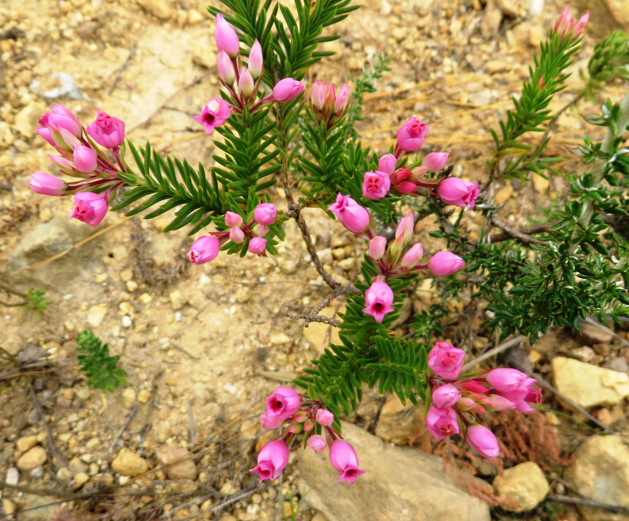 Image of Erica taxifolia