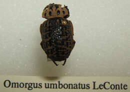 Image of Omorgus (Omorgus) umbonatus Le Conte 1854