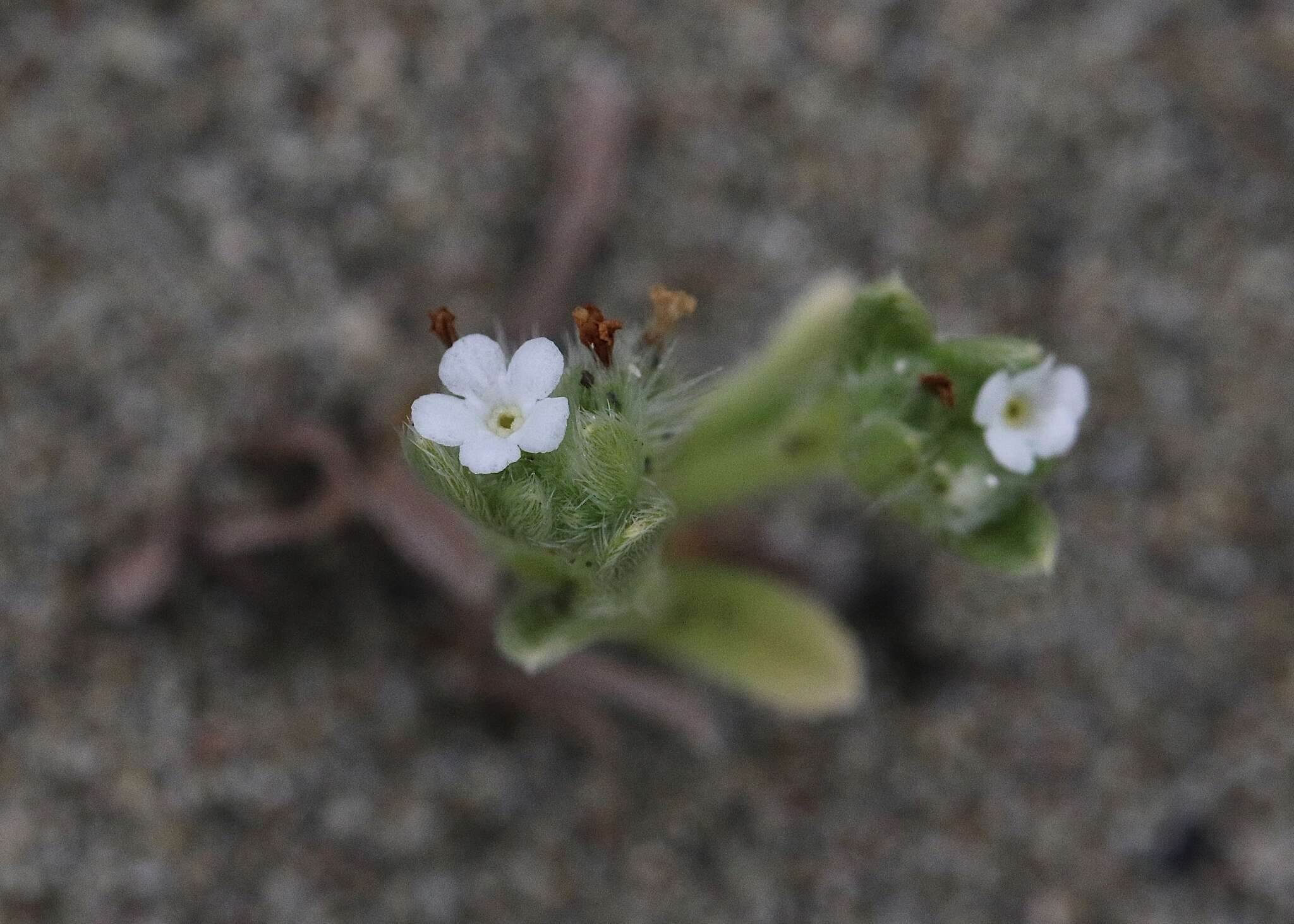 Слика од Cryptantha leiocarpa (Fisch. & C. A. Mey.) Greene