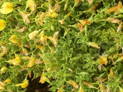Image of Ononis natrix subsp. ramosissima (Desf.) Batt.
