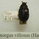 Image of Omorgus (Omorgus) villosus (Haaf 1954)