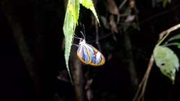 Image of Ithomia lichyi d'Almeida 1939