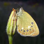 Plancia ëd Coenonympha glycerion