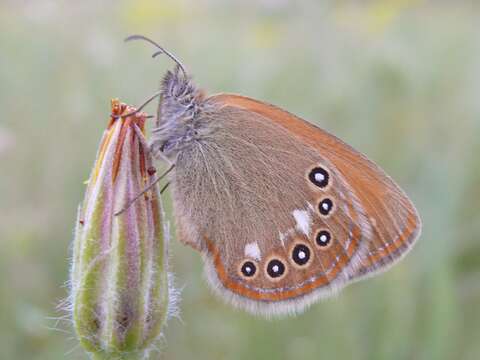 Image of Coenonympha glycerion