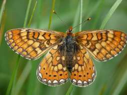 Image of Euphydryas aurinia