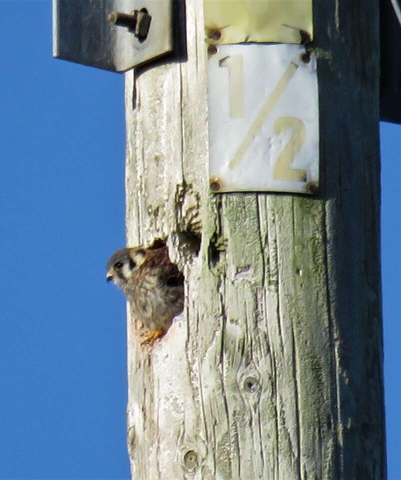 Image of Little Sparrow Hawk