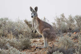 Image of Red kangaroo