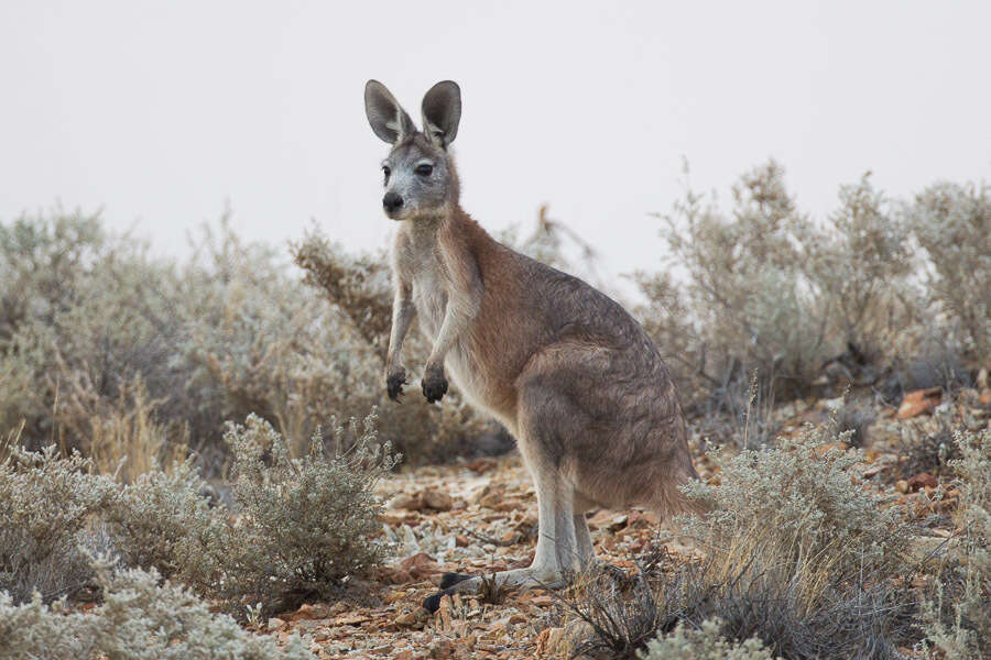 Macropus subgen. Osphranter Gould 1842的圖片