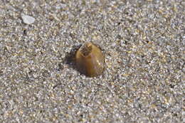 Image of blue-rayed limpet