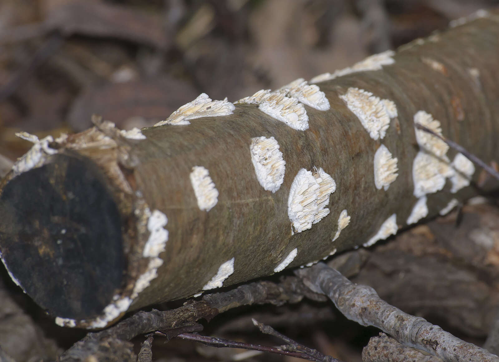 Слика од Xylodon radula (Fr.)