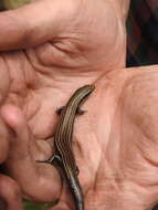 Image of Cope's Skink