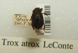 Image of Trox atrox Le Conte 1854