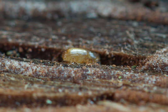 Image of Six-toothed spruce bark beetle