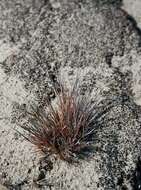 Image of Polytrichum moss