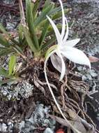 Imagem de Angraecum rutenbergianum Kraenzl.