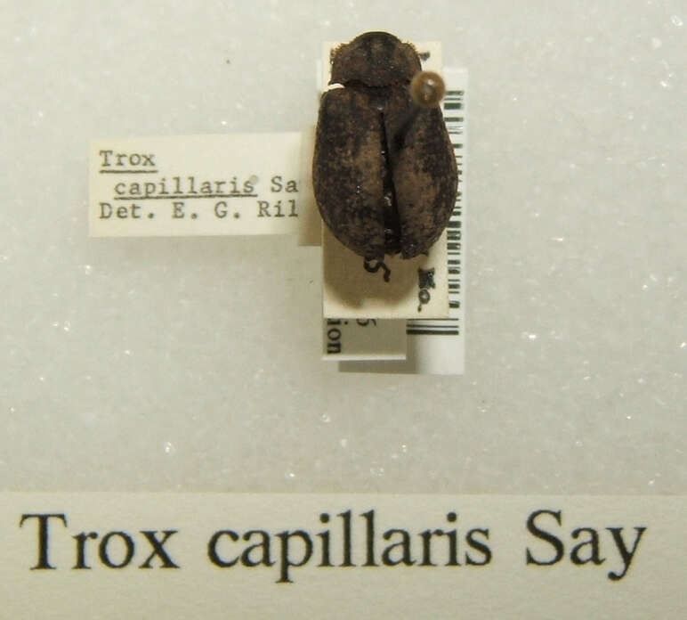 Image of Trox capillaris Say 1824