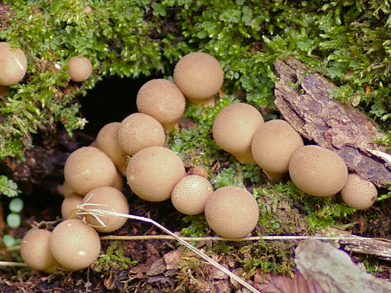 Imagem de Lycoperdon pyriforme Schaeff. 1774