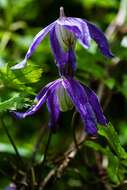 Image of alpine clematis