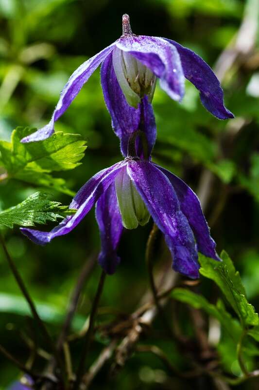 Image of alpine clematis