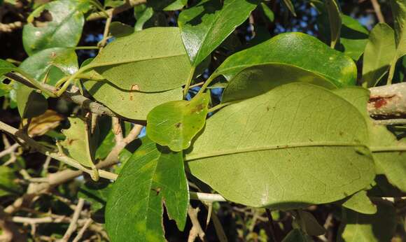 Image of African osage-orange