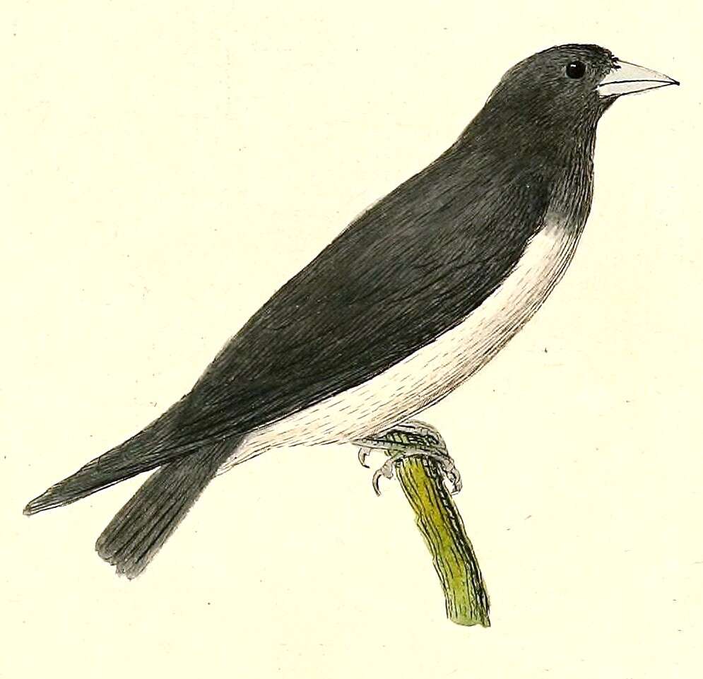 Image of Artamus Vieillot 1816