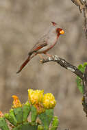 Plancia ëd Cardinalis sinuatus Bonaparte 1838