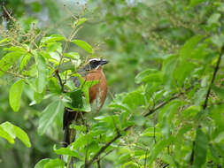 Image of Black-and-rufous Warbling Finch