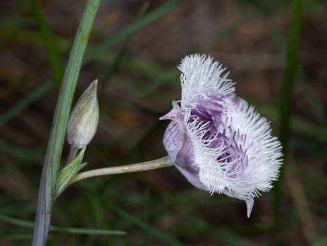 Image of beavertail grass