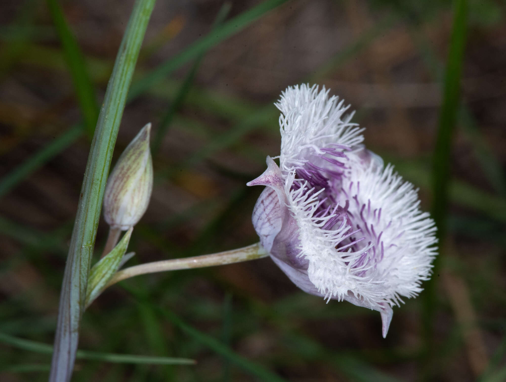 Imagem de Calochortus coeruleus (Kellogg) S. Watson