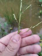 Image of flote-grass, floating sweet-grass